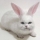 katouyannexes