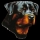 rottweiler87