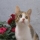 jujuchaton