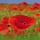 coquelicot26
