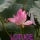 lotuce