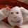 elfynecreation