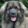 brumeleleonberg