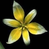 tritriva1