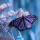papillon23