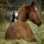catsandhorses48